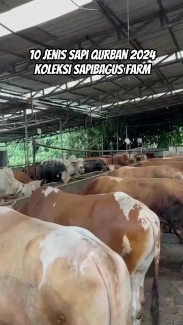 10-Jenis-Sapi-Qurban-2024-Koleksi-Sapibagus-Farm